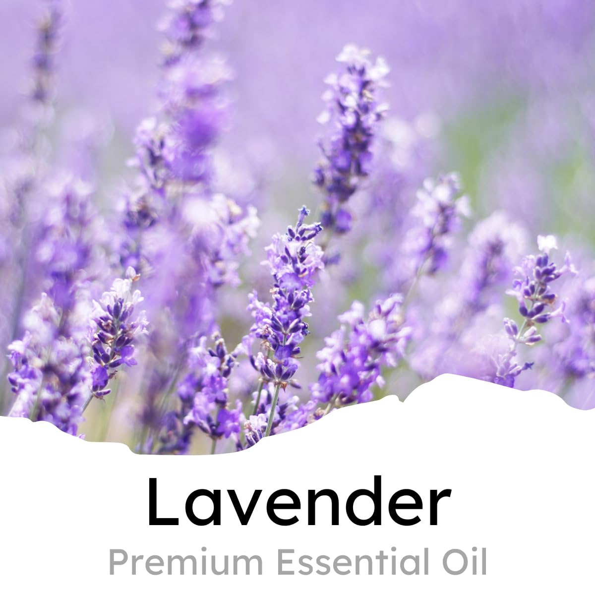 Air Jungles Lavender Scent Car Air Freshener Clip, 6 Vent Clips, 4Ml Each, Long Lasting Air Freshener, Up To 180 Days Car Refres