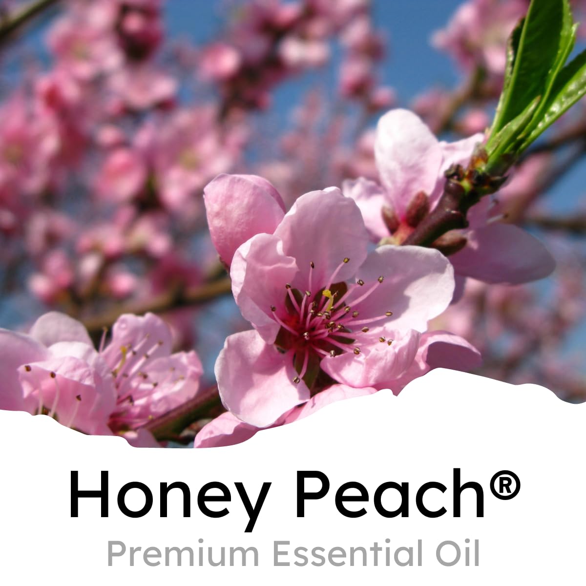 Air Jungles Honey Peach Scent Car Air Freshener Clip, 6 Vent Clips, 4Ml Each, Long Lasting, Up To 180 Days Car Refresher Odor Eliminator