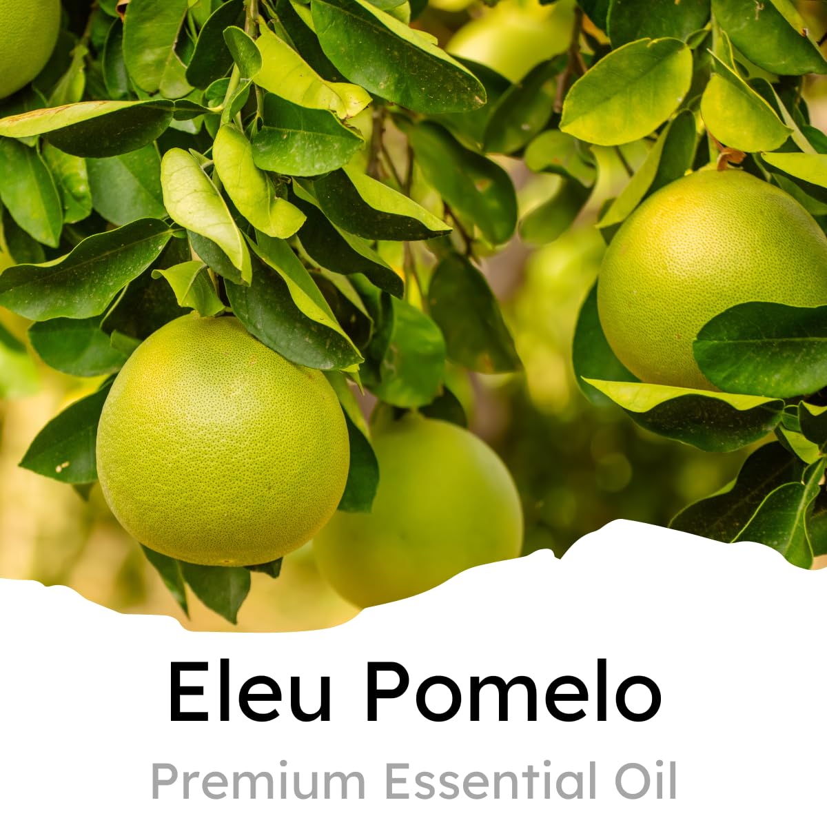 Air Jungles Eleu Pomelo Scent Car Air Freshener Clip, 6 Vent Clips, 4 Ml Each, Long Lasting Air Freshener, Up To 180 Days Car Re
