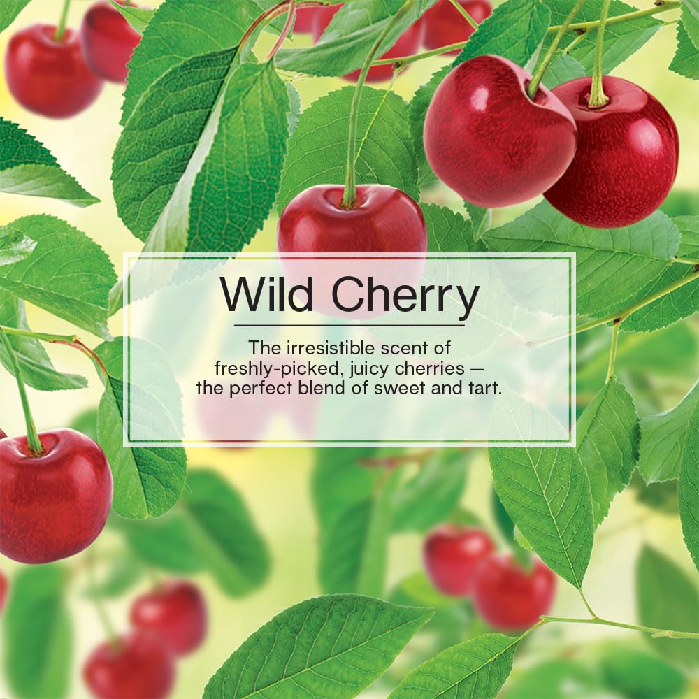 Little Trees Air Fresheners Car Air Freshener. Hanging Tree Provides Long Lasting Scent For Auto Or Home. Wild Cherry, 24 Air Fr
