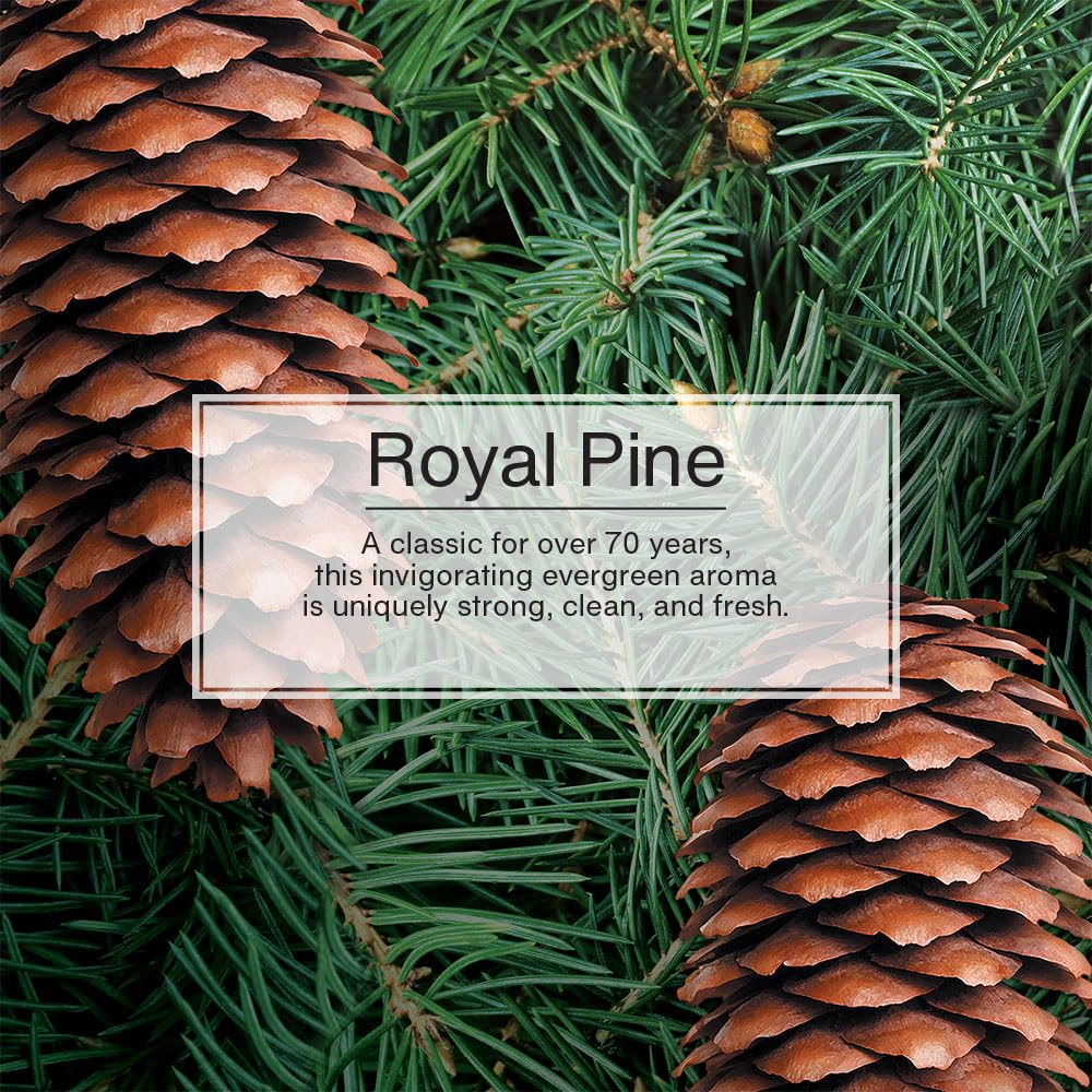 LITTLE TREES Car Air Freshener - Royal Pine, 24 Count, Long Lasting Hanging Tree, Model U6P-60101-AMA, Plastic