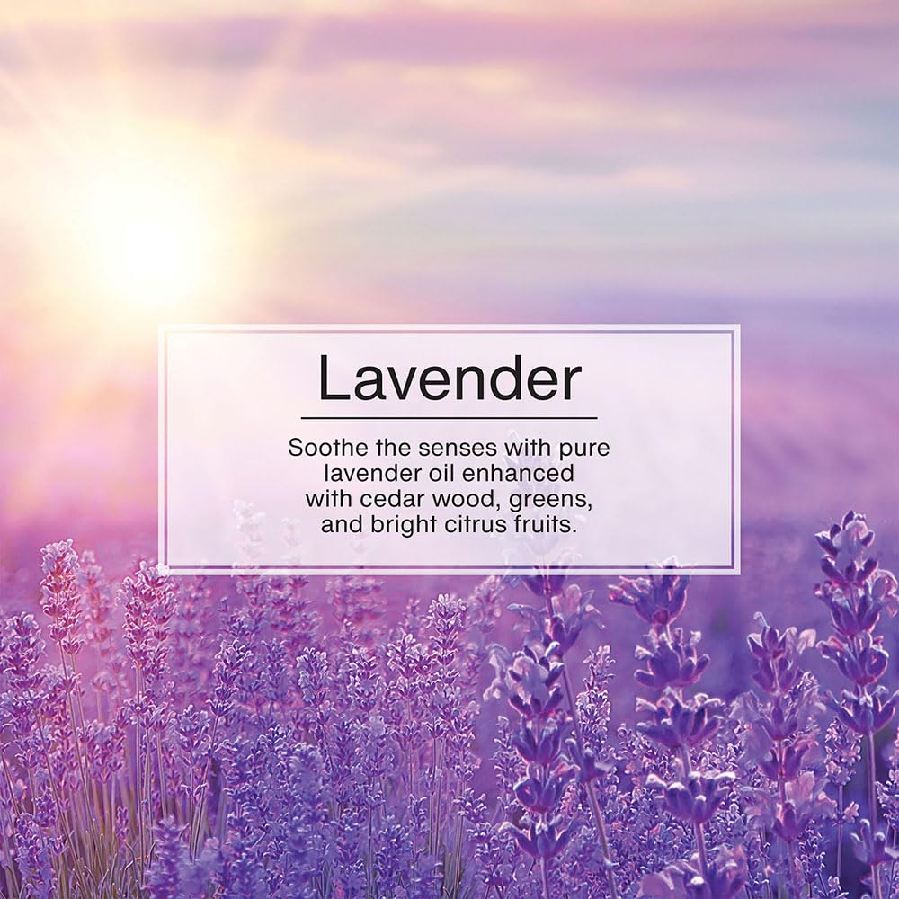 LITTLE TREES Lavender Air Fresheners - 24 Hanging Car Fresheners, Long Lasting Scent, 4 Count (Pack of 6)