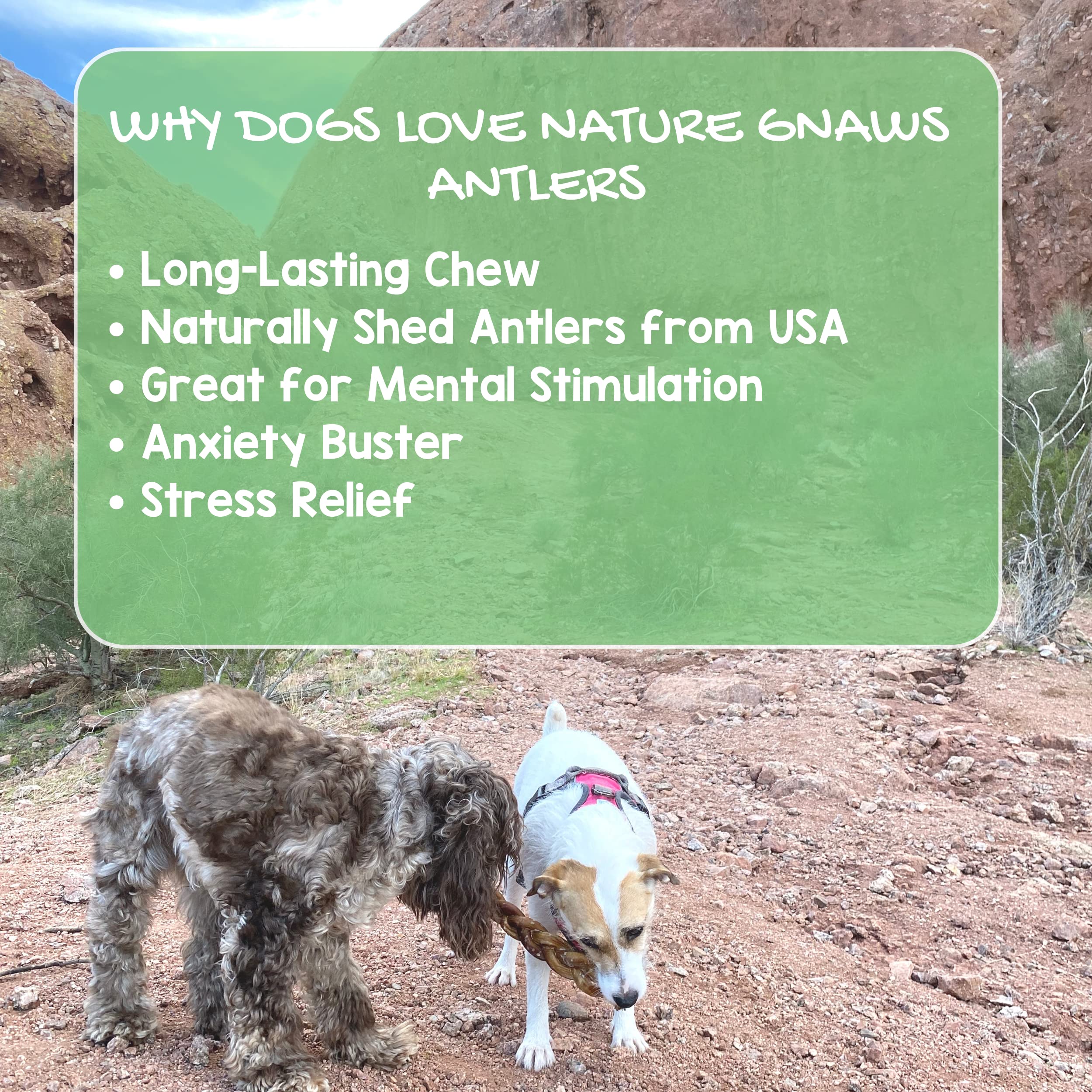 Nature Gnaws Elk Antlers For Large Dogs - Premium Natural Usa Antler - Long Lasting Dog Bones For Aggressive Chewers - Mix Of Sp