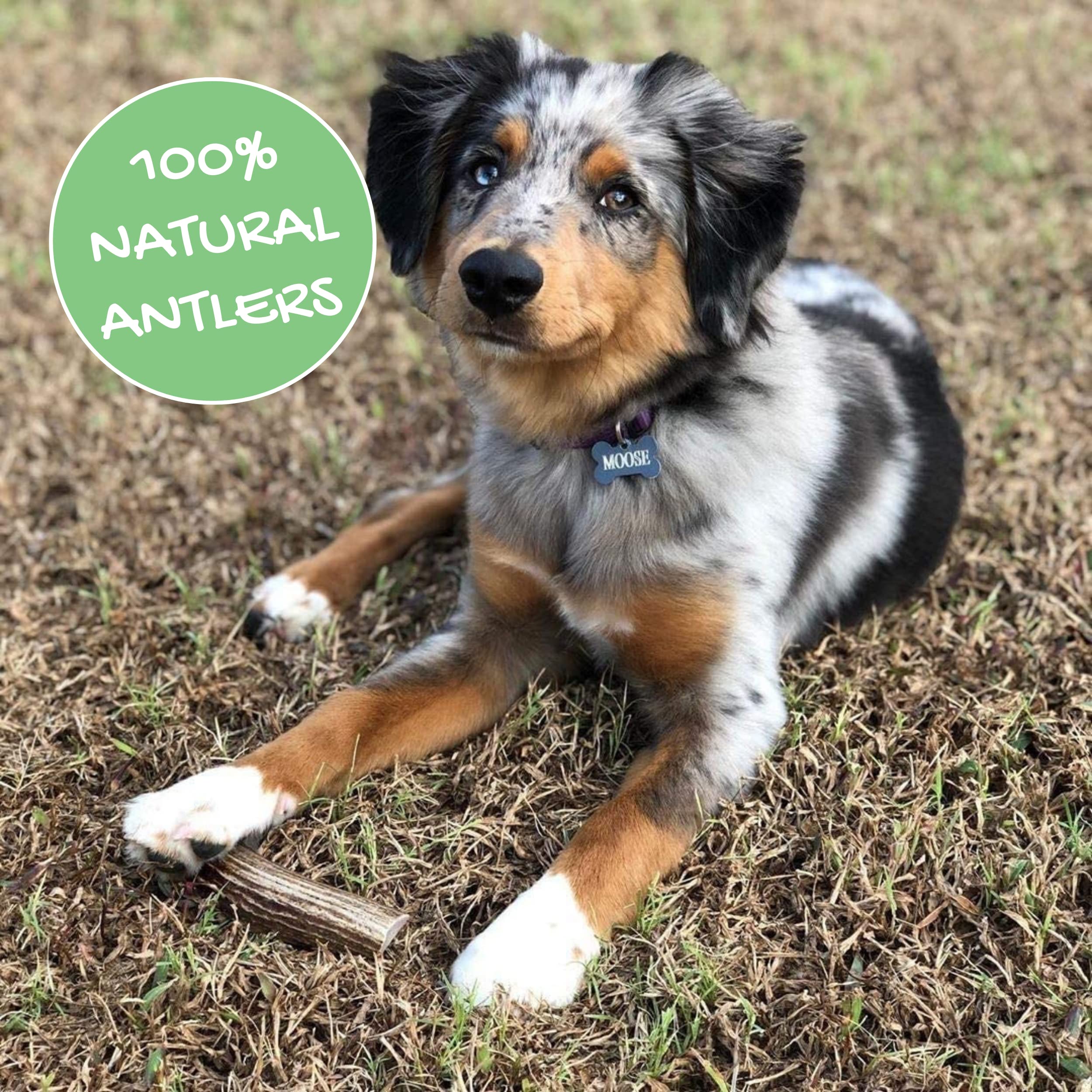 Nature Gnaws Elk Antlers For Large Dogs - Premium Natural Usa Antler - Long Lasting Dog Bones For Aggressive Chewers - Mix Of Sp